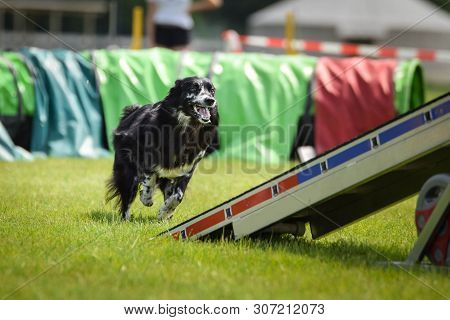 Dog Border Collie In Agility Balance Beam.  Amazing Day On Czech Agility Competition. They Are Middl
