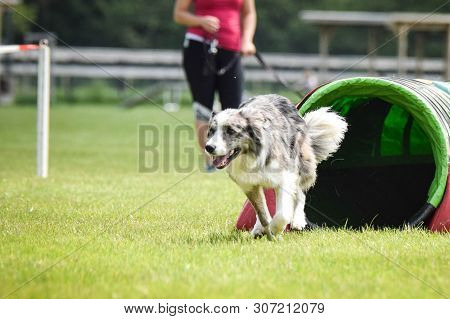 Dog Border Collie In Agility Tunel. Amazing Day On Czech Agility Competition. They Are Middle Expert