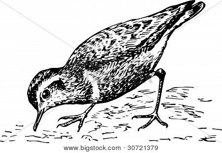 Vogel Eudromias morinellus