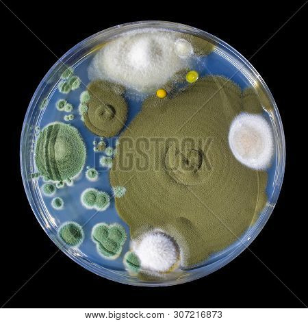 Colonies Of Bacteria And Mold Fungi Cultivated From Indoor Air On Petri Dish With Nutrient Medium