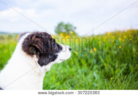 cute shepherd dog puppy on green meadow 