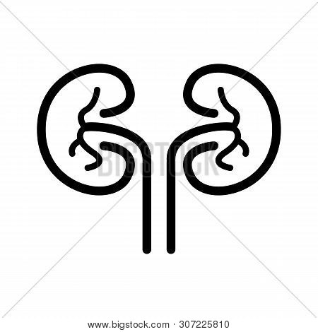 Beautiful, Meticulously Designed Kidneys Biology Health Icon
