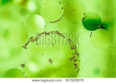 Oil Bubbles Inside Water Base Form Patterns