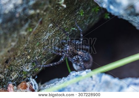 The Macro Shot Of The Beautiful Spider Waiting Victim In His Hole In The Sunny Summer Or Spring Weat