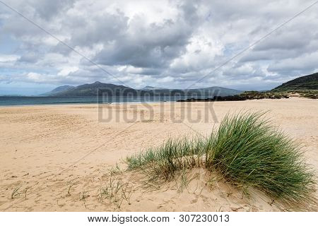 Dune Grass On A Sandy Beach In Portsalon, Donegal Ireland.