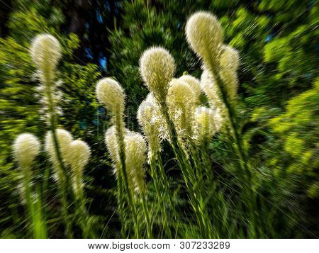 Beargrass In The National Park In Montana, Usa.