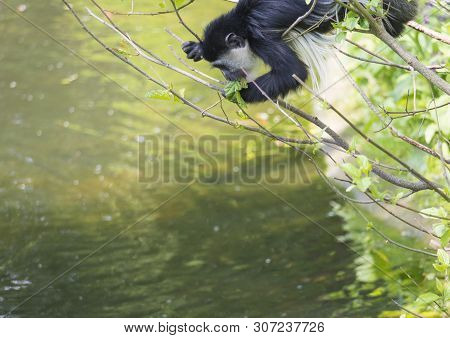 Young Baby Mantled Guereza Monkey Also Named Colobus Guereza Eating Tree Leaves, Climbing Tree Branc