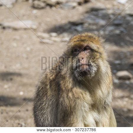 Close Up Portrait Of Barbary Macaque, Macaca Sylvanus, Looking To The Camera, Selective Focus, Copy 