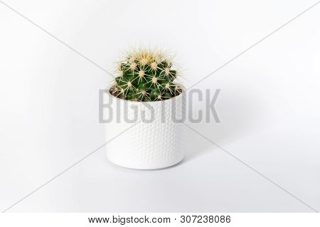 Golden Barrel Cactus With Yellow Spikes In White Pot Isolated On White Background. Minimalistic Conc