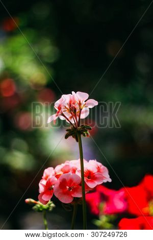 Close Up Photogrpahy Of Pink Garden Geranium Flower With Blurred Out Buds And Background. Colorful B