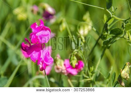 Sowing Peas, Or Vicia Sowing. Vicia Sativa. Pink Flowers Common Vetch.