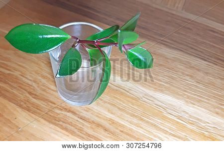 Aeschynanthus Mona Lisa Plant Propagation In Water