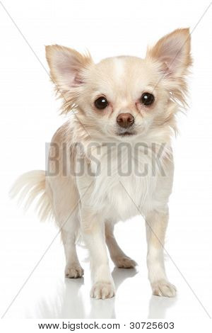 Pitkä takki Chihuahua valkoisella pohjalla