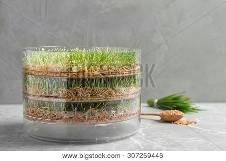Wheat Grass In Sprouter On Table Against Color Background, Space For Text