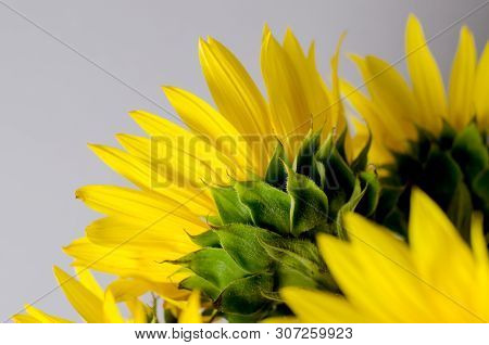 Back Side Of Bright Yellow Sunflower. Sunner Agricultural Background.