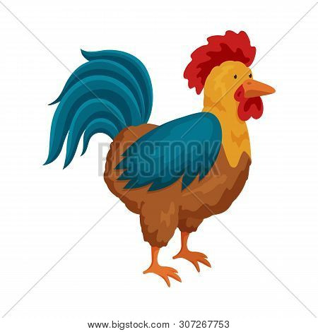Isolated Object Of Cock And Bird Icon. Set Of Cock And Husbandry Stock Vector Illustration.