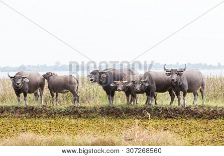 The Water Buffalo Or Domestic Asian Water Buffalo. Refreshment Of Water Buffalos. Female And Calf Of