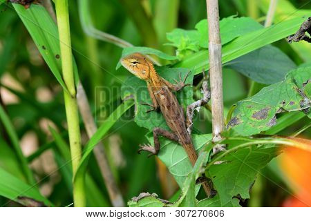 Lizards Are A Widespread Group Of Squamate Reptiles, With Over 6,000 Species