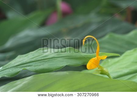 Yellow Globba Flowers Blooming In The Garden Are Shaped Like A Swan