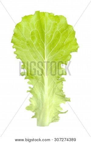 Green Leaf Of Lettuce Or Lactuca Sativa Is An Annual Plant Of The Daisy Family, Asteraceae Isolated 