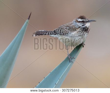 A Cactus Wren (campylorhynchus Brunneicapillus) Sits On The End Of An Aloe Leaf In Borrego Springs, 
