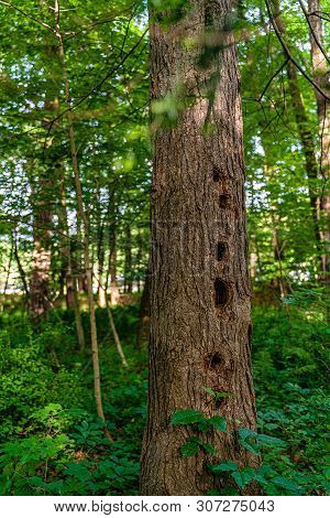 Ree Trunk With Several Hollows Made By Woodpecker In The Wild Forest Between Neversink River, Tribut