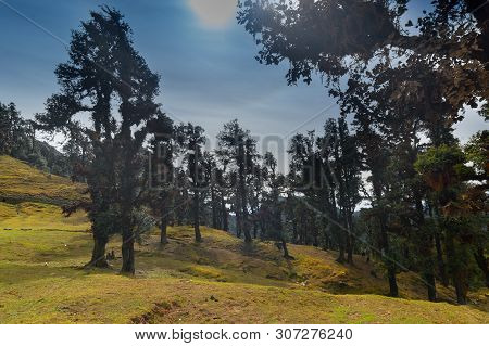 Bugyals, Flat Lands At Upper Himalayas, Uttarakhand, India