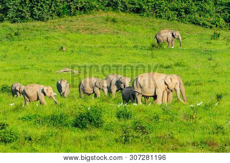 Group Of Wild Elephants Eating Grass In The Meadow Of Kuiburi, National Park Of Thailand