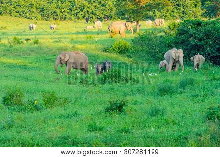 Group Of Wild Elephants Eating Grass In The Meadow Of Kuiburi, National Park Of Thailand