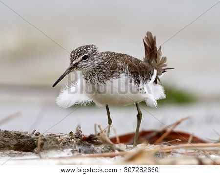 sandpiper (Tringa Ochropus) on the lake shore