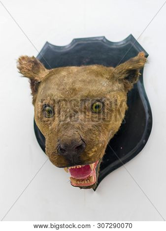 Stuffed Lion Head On The Wall, Linnaeus, 1758