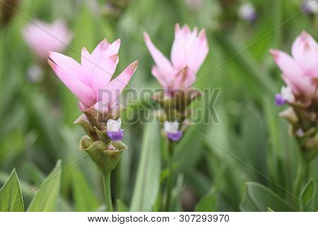 Siam Tulip Flower, Patumma In Close Up
