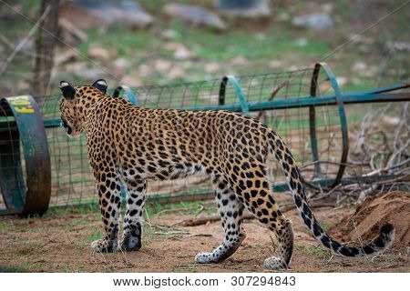 A Female Leopard Or Panther Or Panthera Pardus In Green Background At Jhalana Forest Reserve, Jaipur