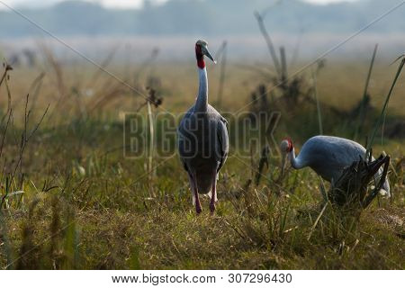 A Nature Painting And Beautiful Home Decor Scenery Which Is Pleasing To Eyes Created By Sarus Crane 