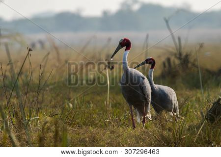 A Nature Painting And Beautiful Home Decor Scenery Which Is Pleasing To Eyes Created By Sarus Crane 