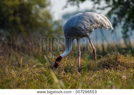 A Nature Painting And Beautiful Home Decor Scenery Which Is Pleasing To Eyes Created By Sarus Crane 