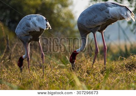 A Nature Painting And Beautiful Home Decor Scenery Which Is Pleasing To Eyes Created By Sarus Crane 