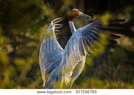 A Nature Painting And Beautiful Home Decor Scenery Which Is Pleasing To Eyes Created By Sarus Crane 