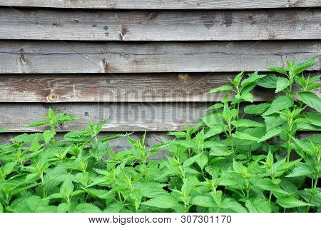 Nettle With Fluffy Green Leaves On The Background Of The Board Fence