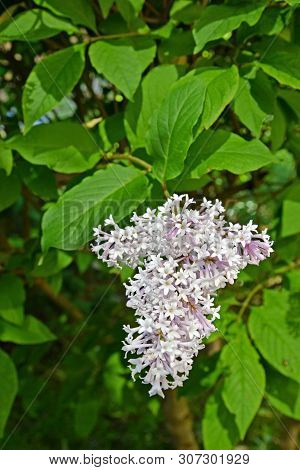 Inflorescence Of A Lilac Hungarian (syringa Josikaea J. Jacq. Ex Rchb.)