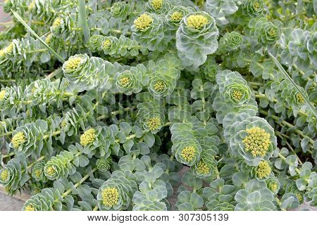 Rhodiola Pink (rhodiola Rosea L.), The Blossoming Escapes