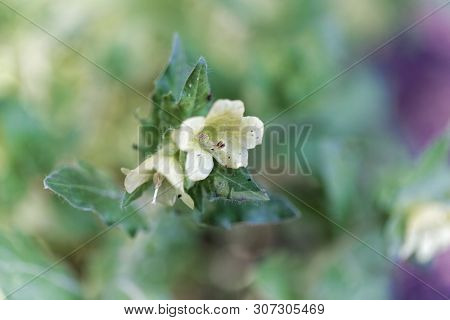 Flower Of A White Henbane, Hyoscyamus Albus.