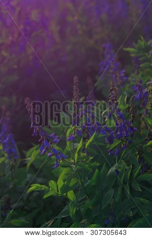 Galega Officinalis (italian Fitch Or Professor-weed) In Blossom. Beautiful Violet Flowers In A Summe