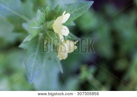 Flower Of A White Henbane, Hyoscyamus Albus.