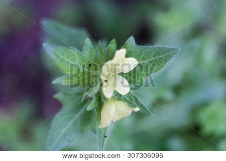 Flower Of A White Henbane, Hyoscyamus Albus.
