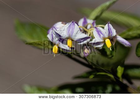 Flower Of A Pepino Dulce, Solanum Muricatum.