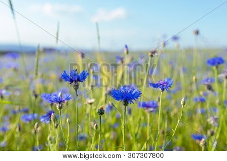 Beautiful Blue Cornflower Centaurea Cyanus. Beautiful Flowers With Blue Bloom In Summer Meadow, Summ