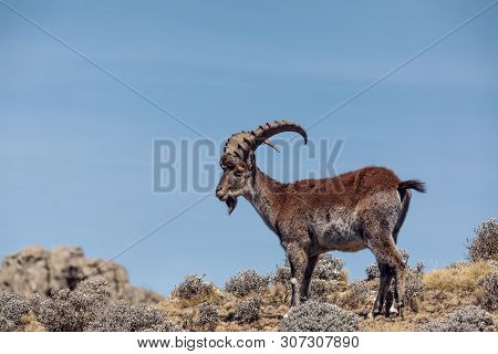 Very Rare Walia Ibex, Capra Walia, One Of The Rarest Ibex In World. Only About 500 Individuals Survi