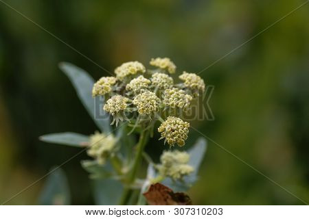 Lovage Flowers, Levisticum Officinale.