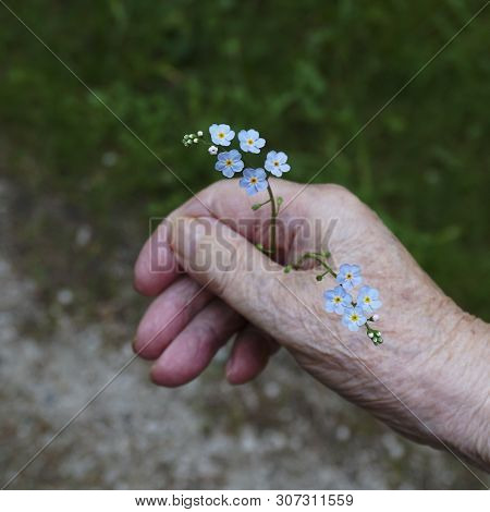 Field Small Blue Flowers In Hand On A Seor Background